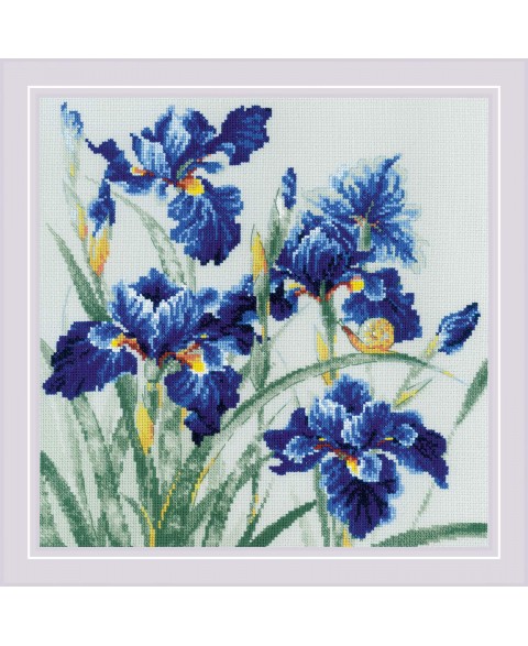 Blue Irises 2102
