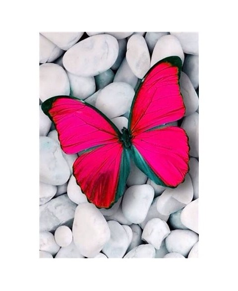 Pink Butterfly WD054