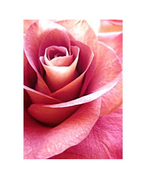 Pink Rose WD019
